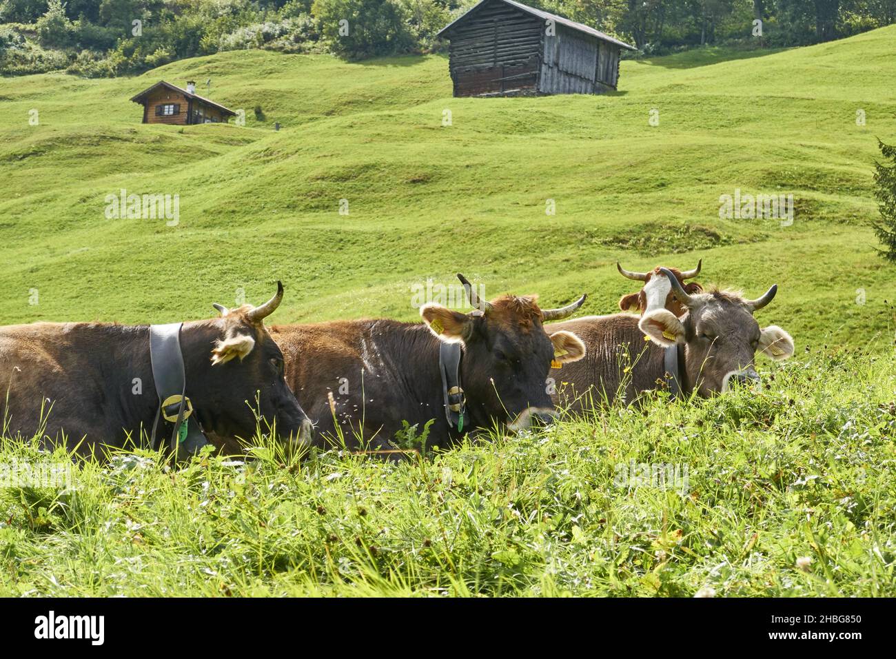 A herd of cute cows on a vibrant green hill on a sunny day with two ...