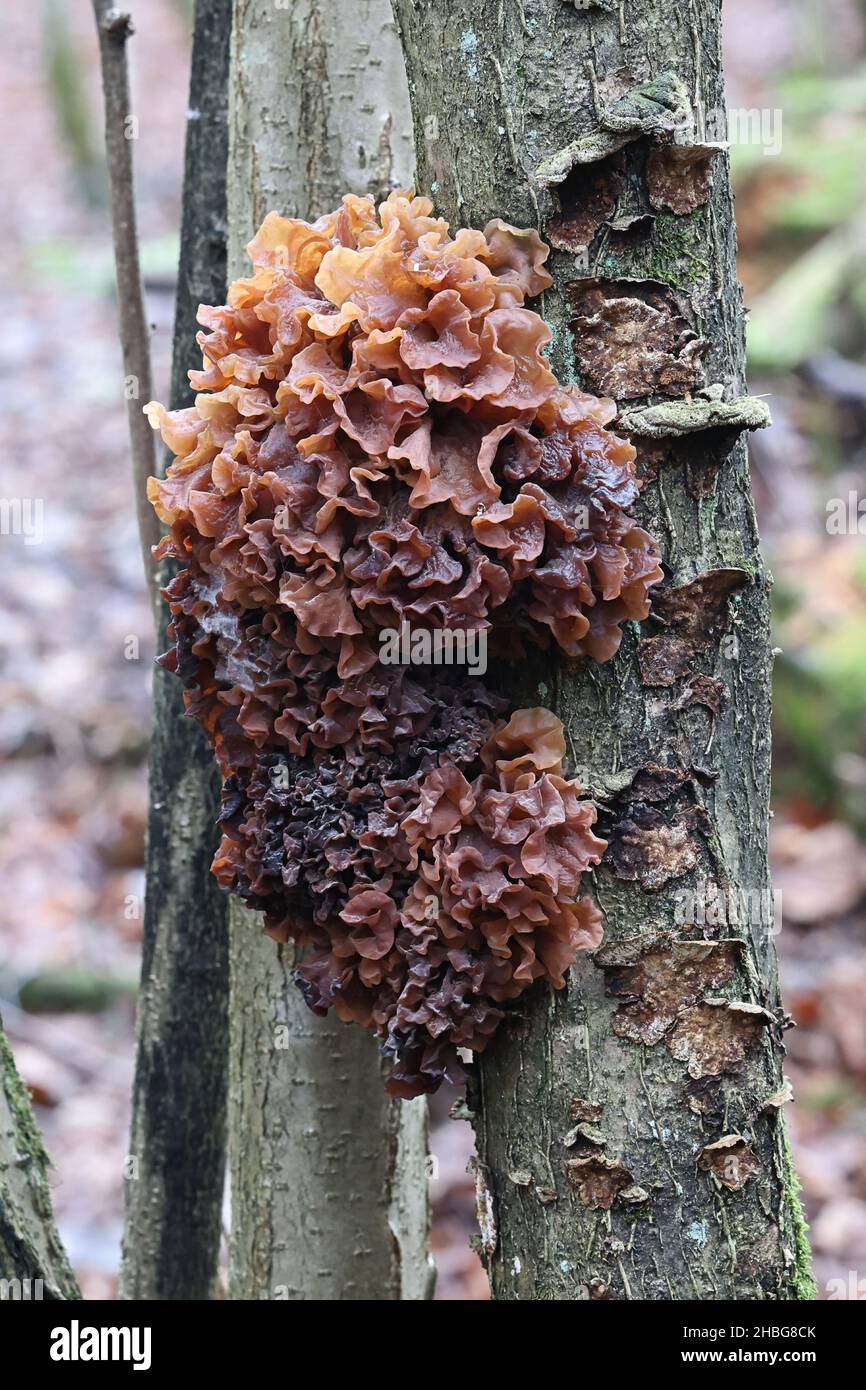 Phaeotremella frondosa, known as leafy brain, jelly leaf or brown witch