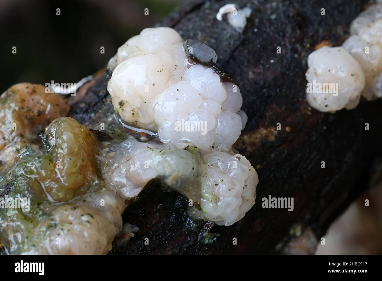 Tremella encephala, commonly known as Conifer brain, wild jelly fungus from Finland Stock Photo