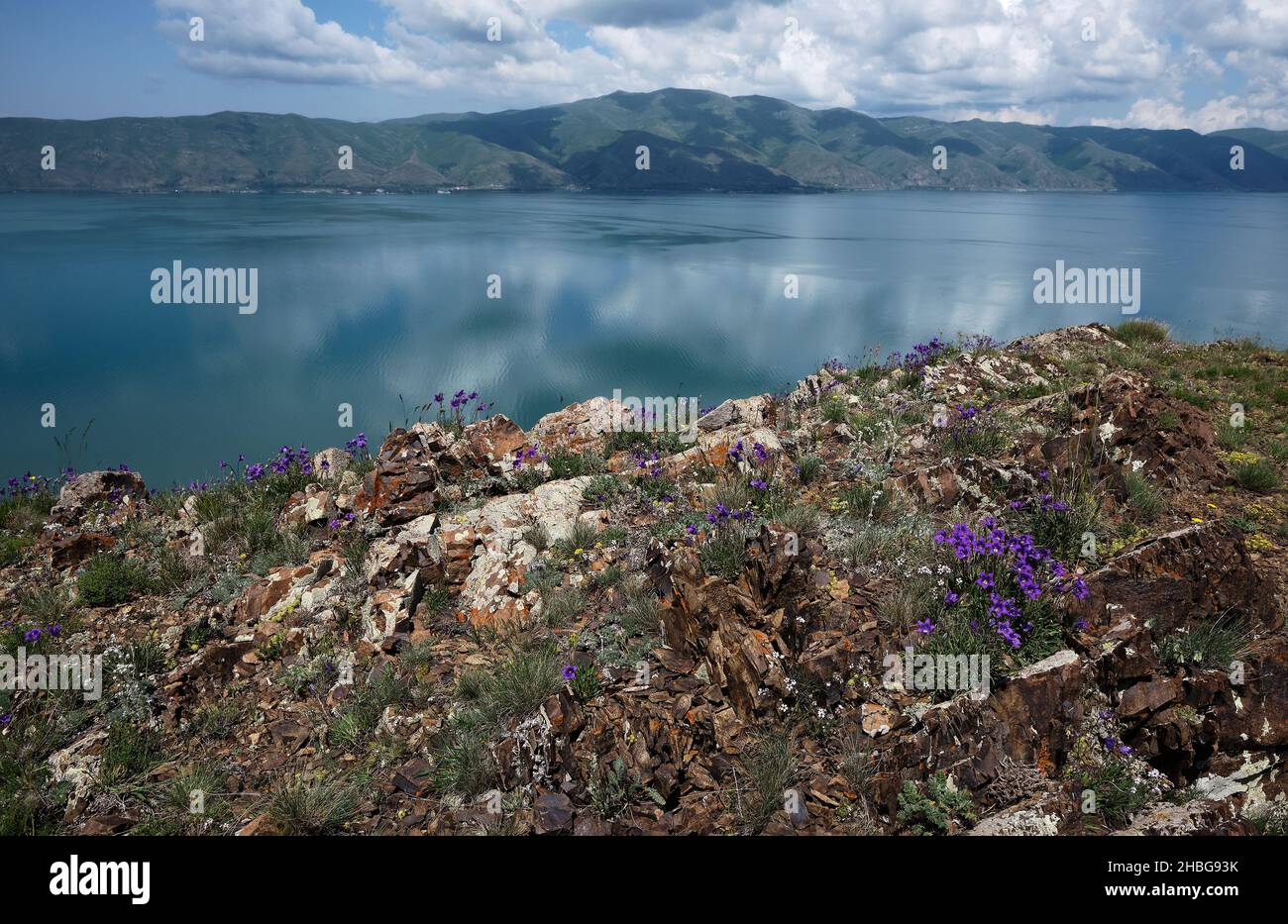 Wild flowers in deep velvet, yellow and white stemming from the heart of the rocks in dark brown covered with grass, moss and lake Sevan in emerald Stock Photo