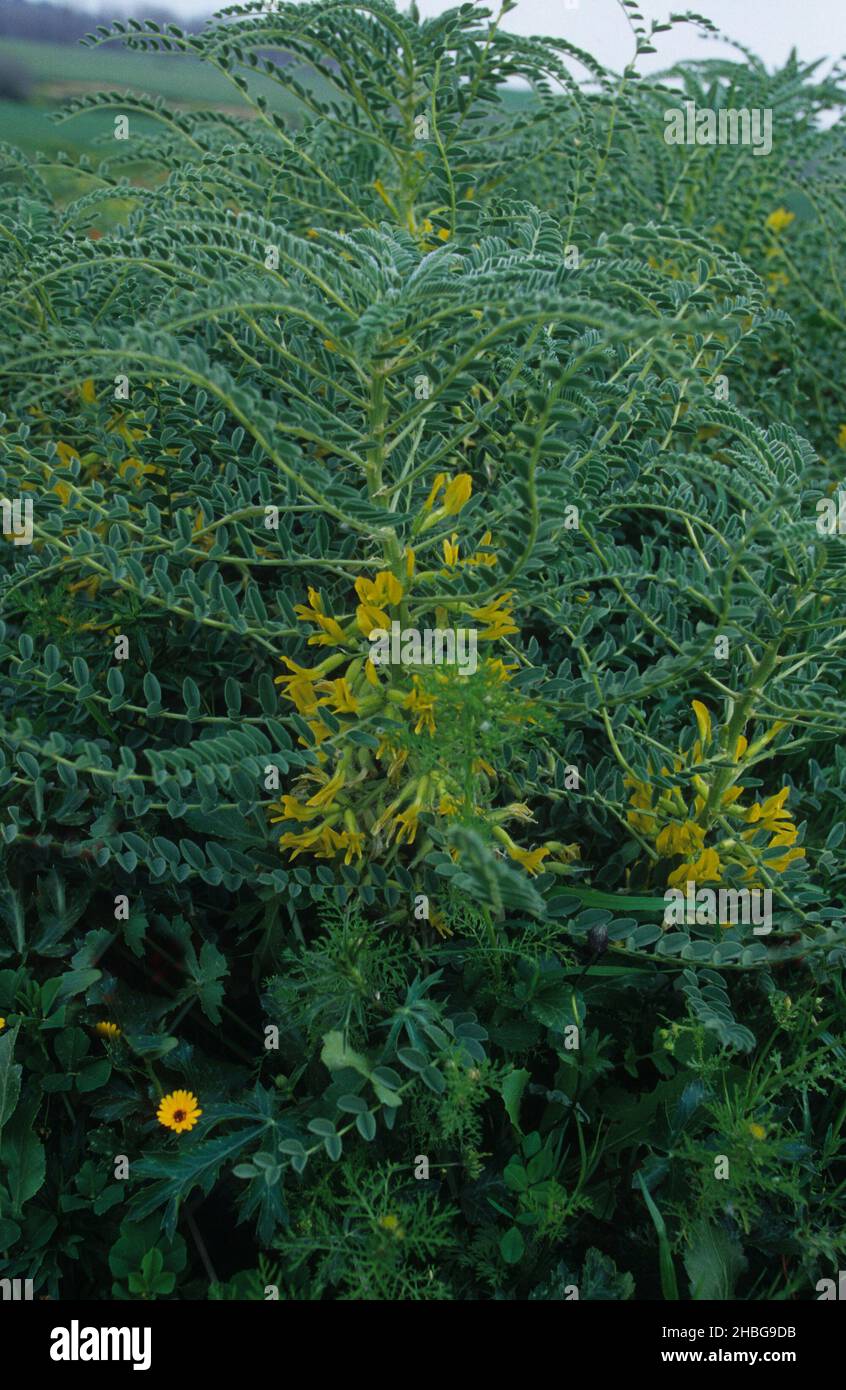 flowering Astragalus macrocarpus plant. Photographed in Israel in December an ingredient in traditional medicine Stock Photo
