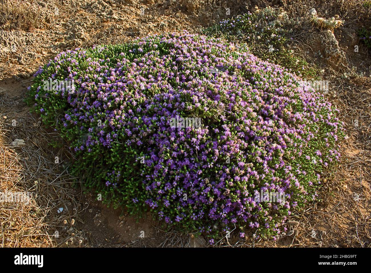 Thymus capitatus (syn Thymbra capitata) is a compact, woody perennial native to Mediterranean Europe and Turkey, more commonly known as conehead thyme Stock Photo
