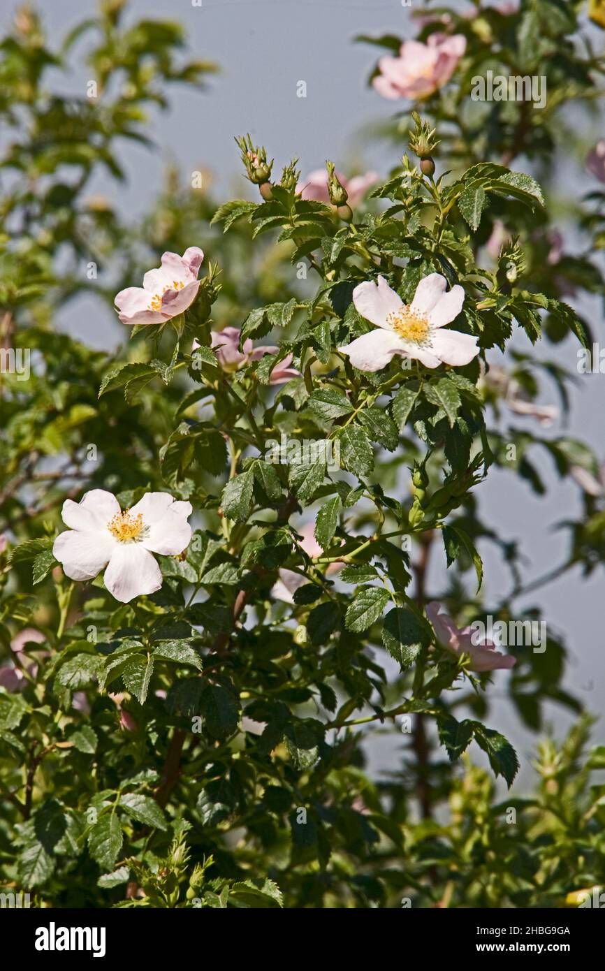 flowering Dog Rose. Rosa canina, commonly known as the dog rose, is a