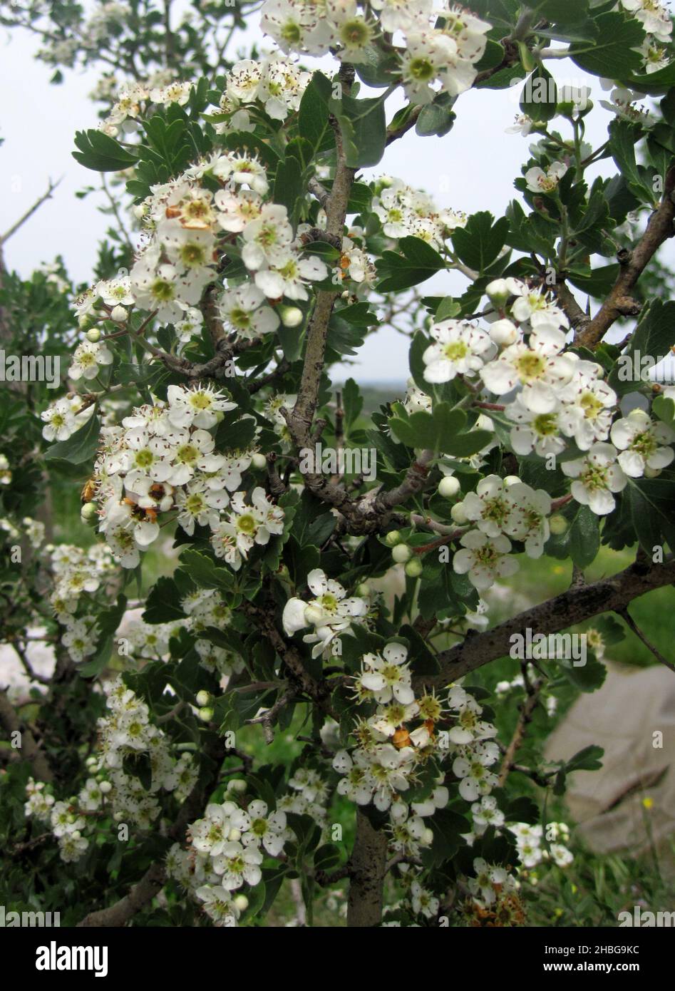 Hawthorn (Crataegus azarolus syn Crataegus aronia) flowers and fruit on a tree. This fruit is also known as azarole,or Mediterranean medlar. It is use Stock Photo
