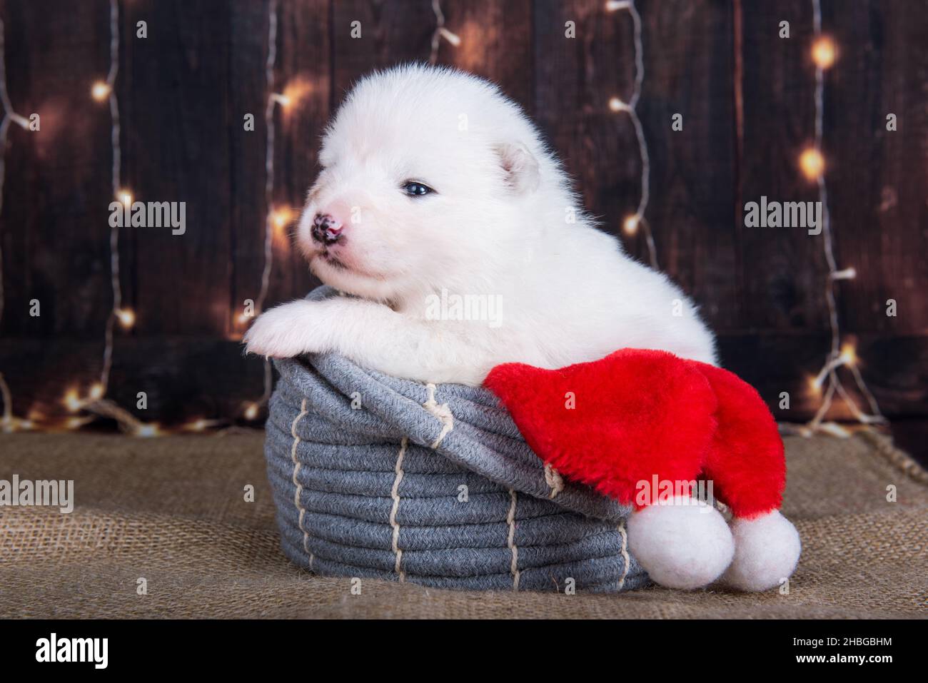Samoyed scarf clearance
