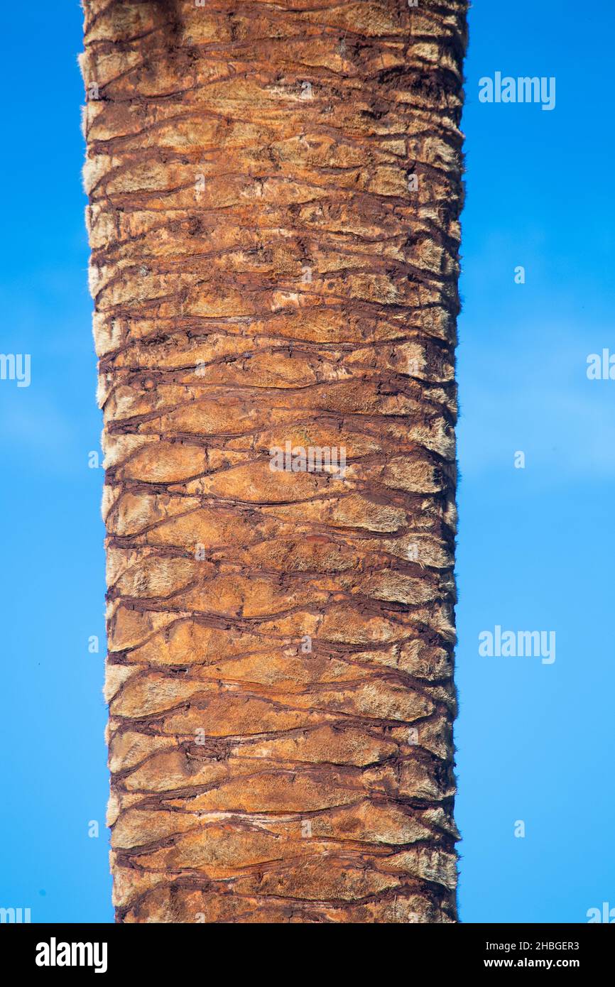 A detail of the trunk of a recently pruned palm tree, Phoenix canariensiswith blue sky on a sunny day. Arecaceae. Liliopsida. vertical photograph Stock Photo