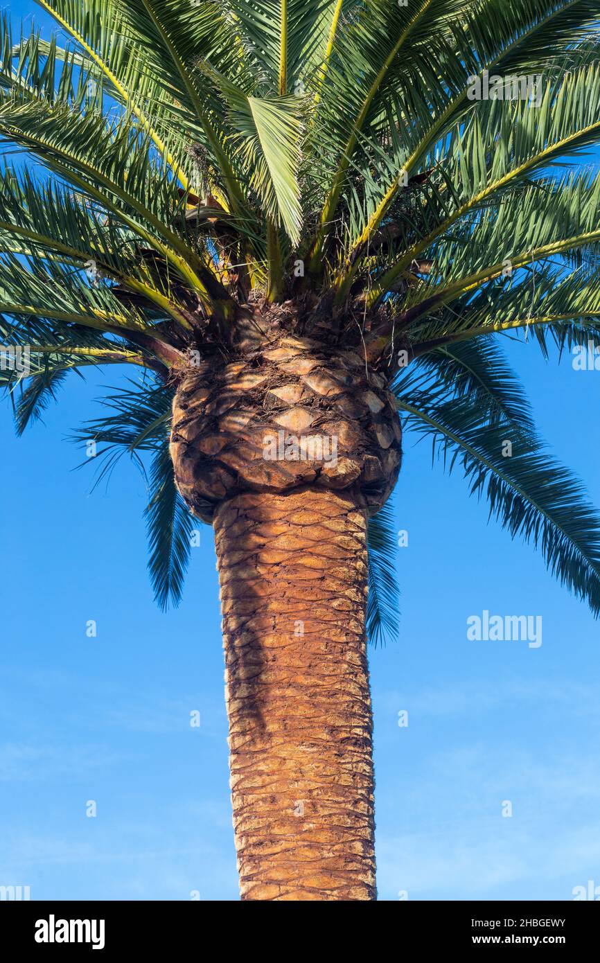 A detail of the pruning of a palm tree, Phoenix canariensis, sunny day with blue sky. Arecaceae. Liliopsida. vertical photograph Stock Photo