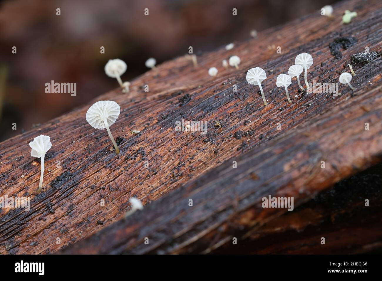 Mycena speirea, also called Phloeomana speirea, commonly known as bark bonnet, wild mushroom from Finland Stock Photo