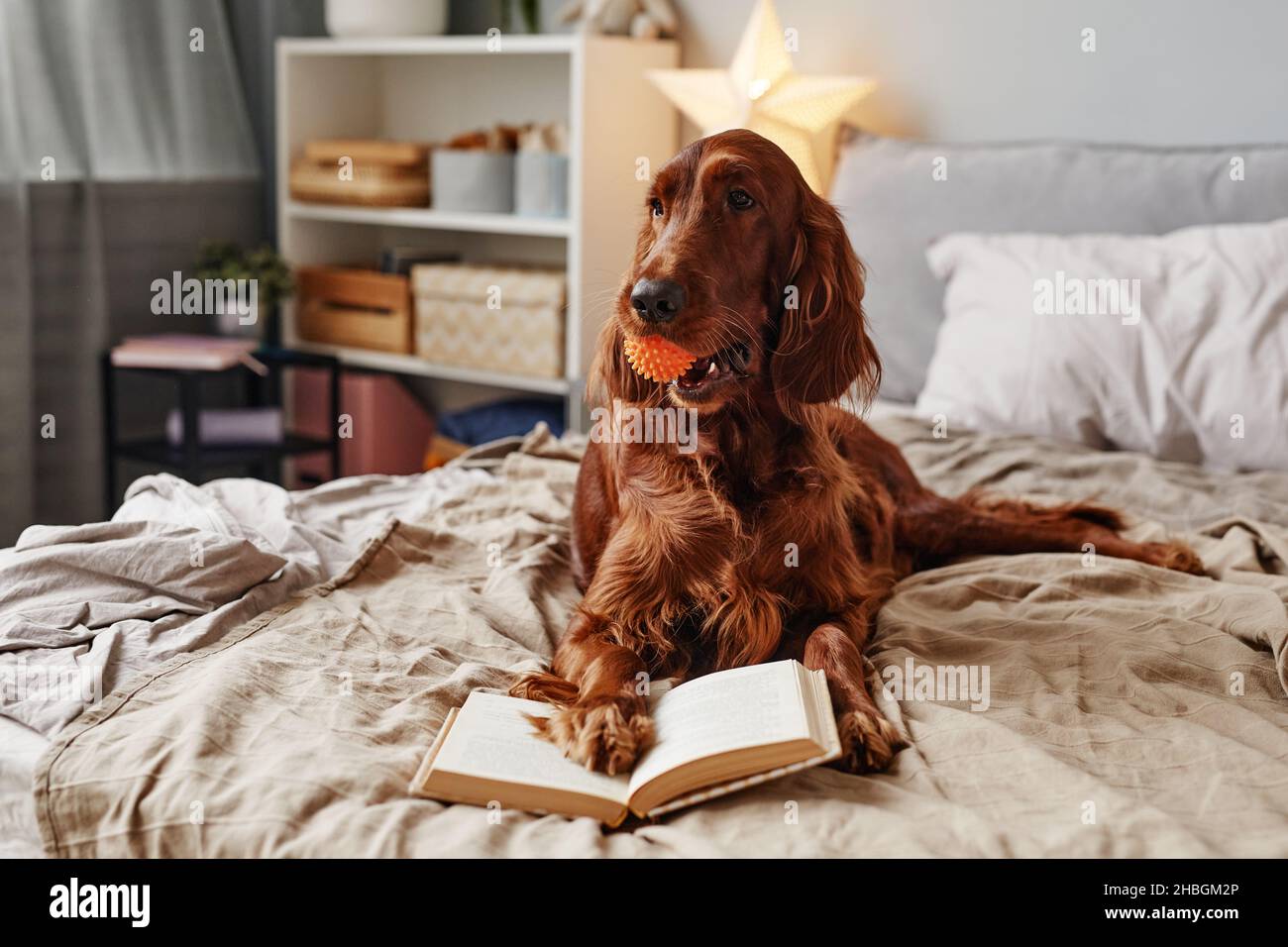 Full length portrait of cute Irish Setter dog lying on bed with book