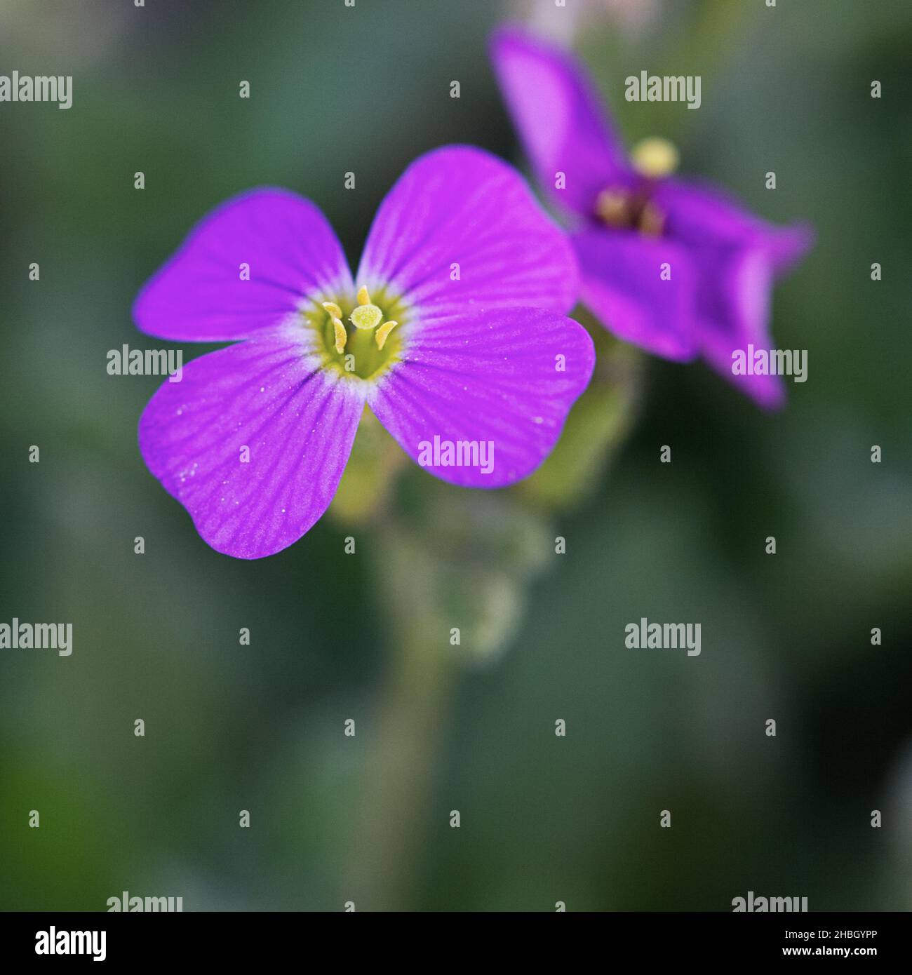 A closeup shot of a Purple rock cress flower on a blurred background Stock Photo