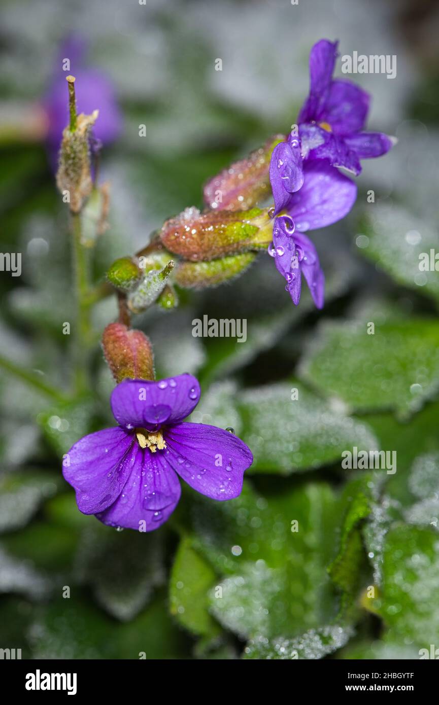 A vertical shot of a Purple rock cress flower on a blurred background Stock Photo