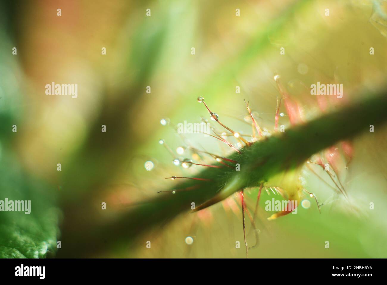 waterdrops on tree with outdoor background selective focus Stock Photo