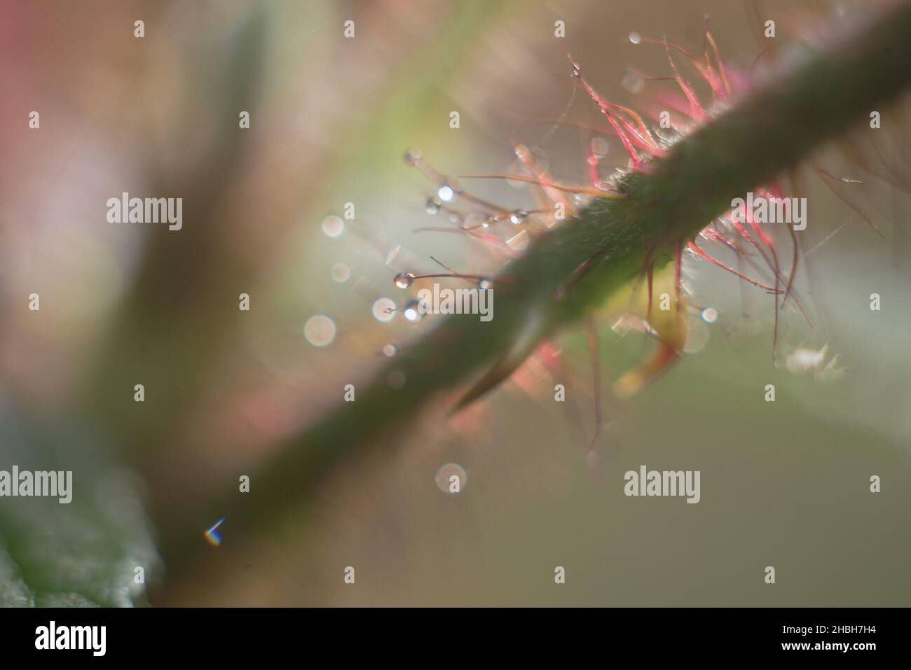 waterdrops on tree with outdoor background selective focus Stock Photo