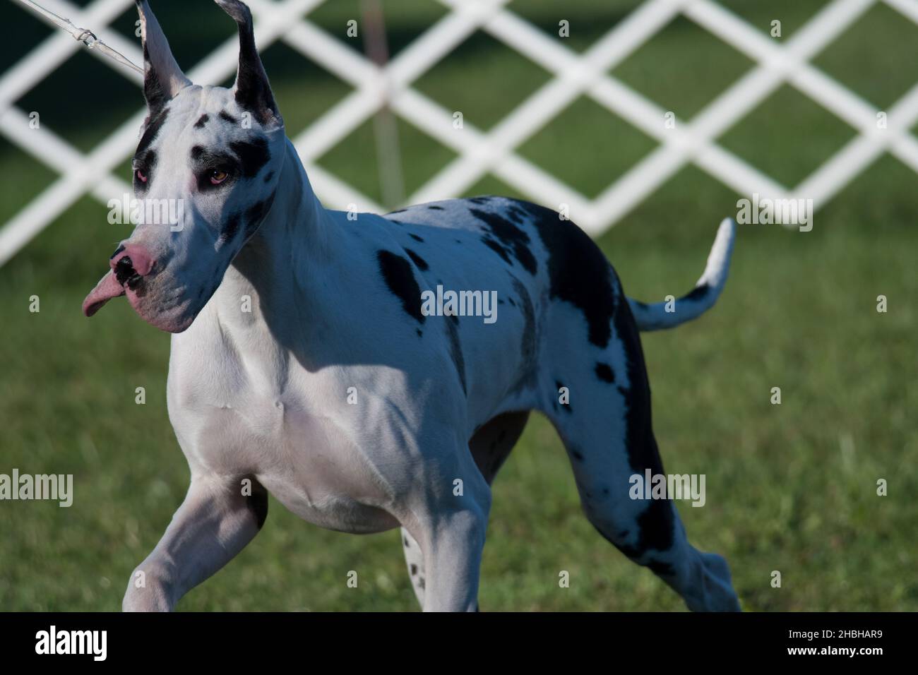 Great Dane in the dog show ring Stock Photo Alamy