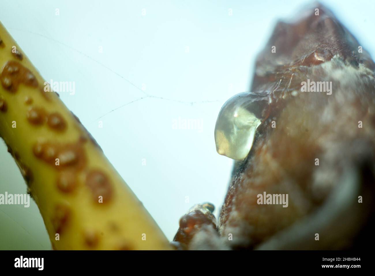 waterdrops on tree with outdoor background selective focus Stock Photo