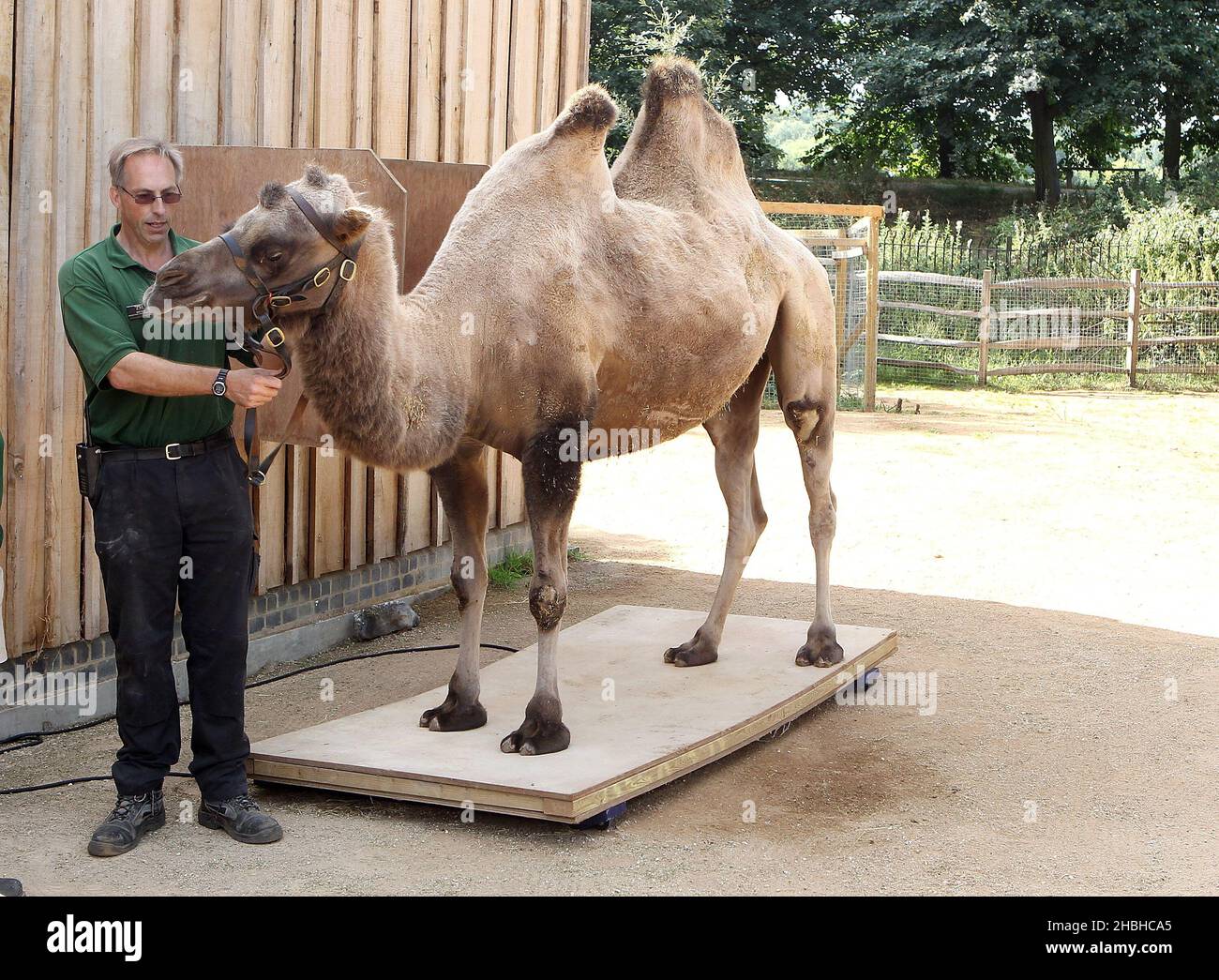 Gengkis, the Camel, stands on a set of electronic scales during the annual stock take of weights and sizes, at the London Zoo in Regents Park in central London. Stock Photo