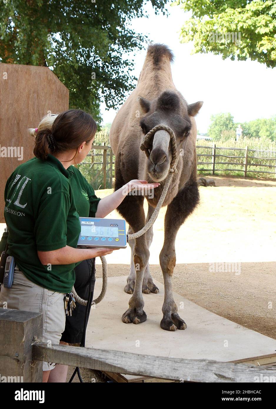 Gengkis, the Camel, stands on a set of electronic scales during the annual stock take of weights and sizes, at the London Zoo in Regents Park in central London. Stock Photo