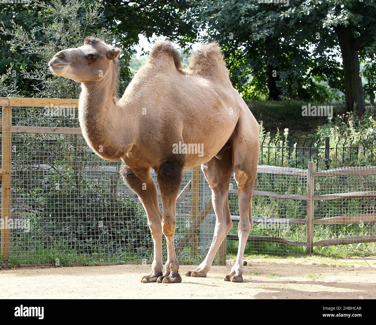 Gengkis, the Camel during the annual stock take of weights and sizes, at the London Zoo in Regents Park in central London. Stock Photo