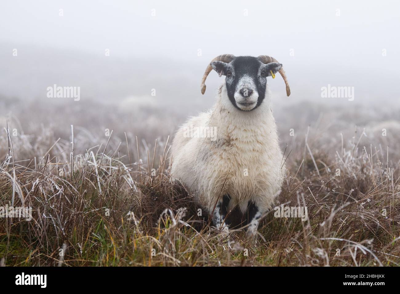 Black face sheep hi-res stock photography and images - Alamy Black face sheep hi-res stock photography and images - Alamy