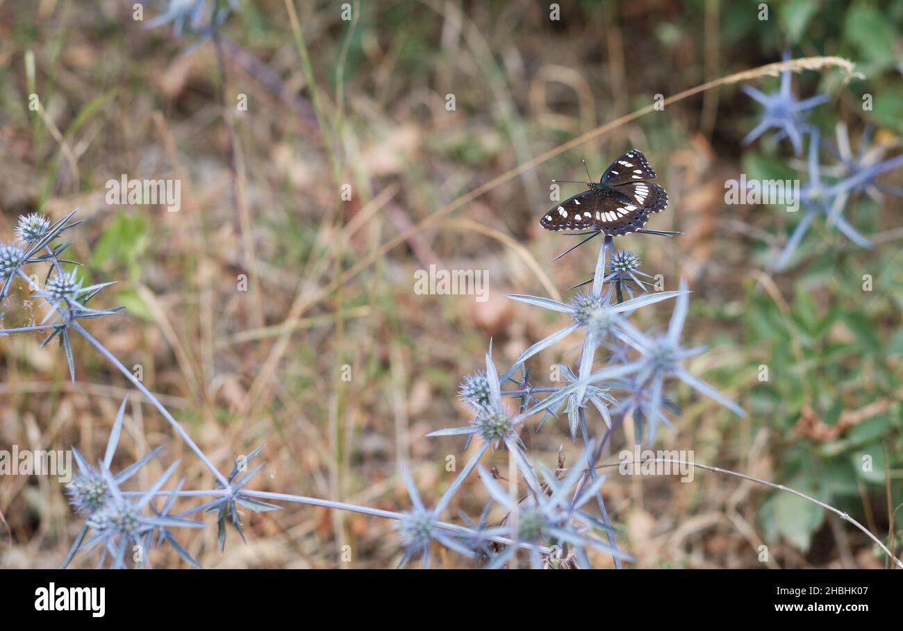 A southern admiral, amidst eryngoes Stock Photo