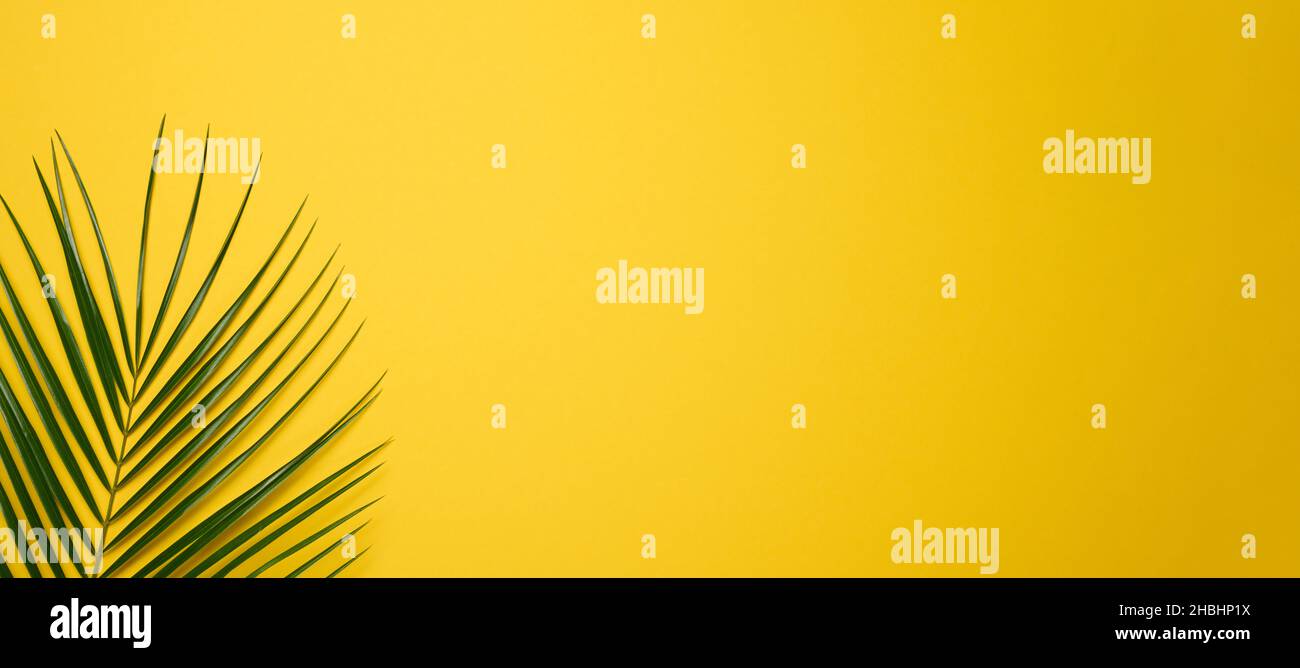 green leaf of palm tree on yellow background. Top view, backdrop for ...