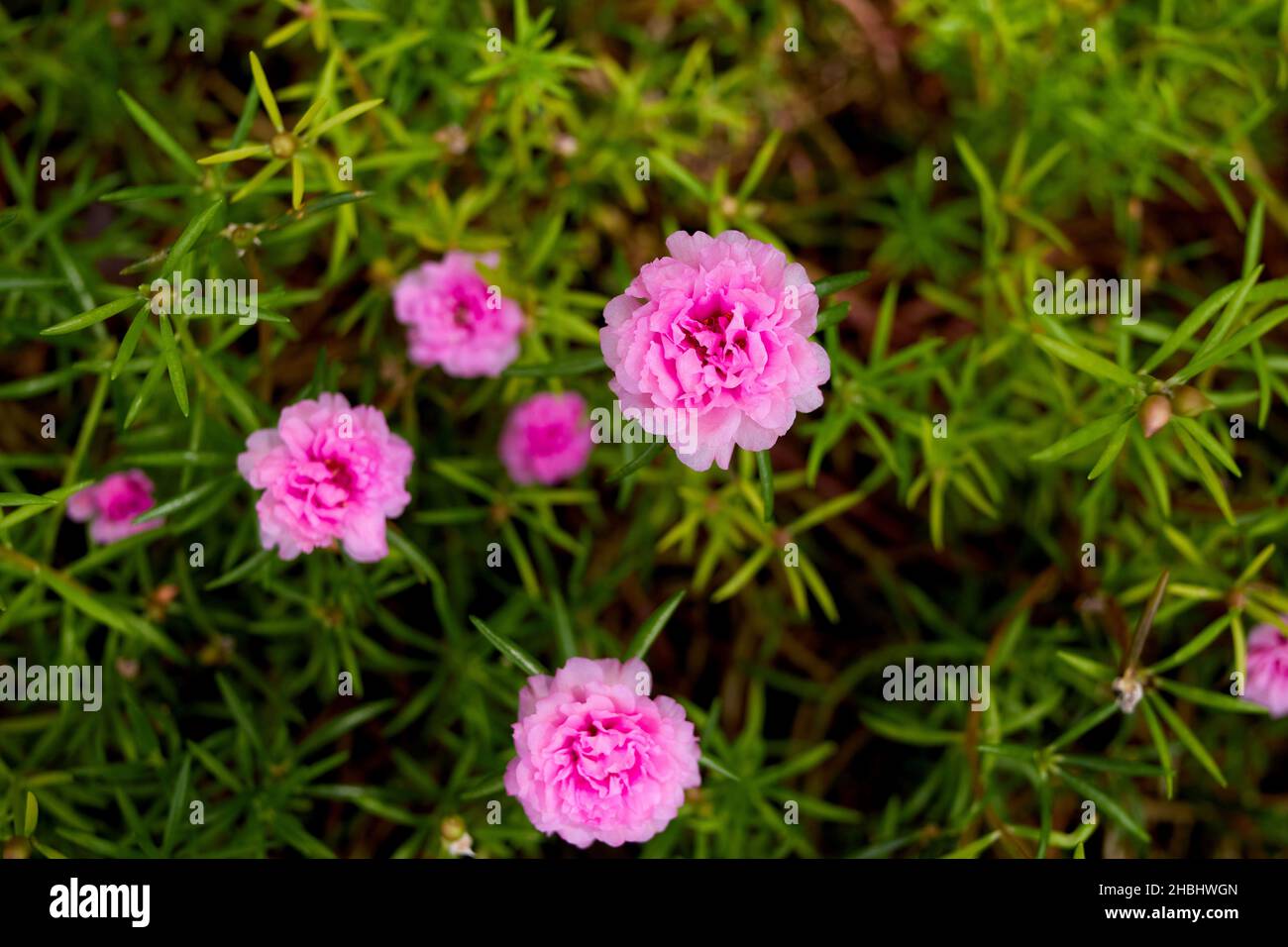 Pink Common Purslane bloomin on green leaves Stock Photo