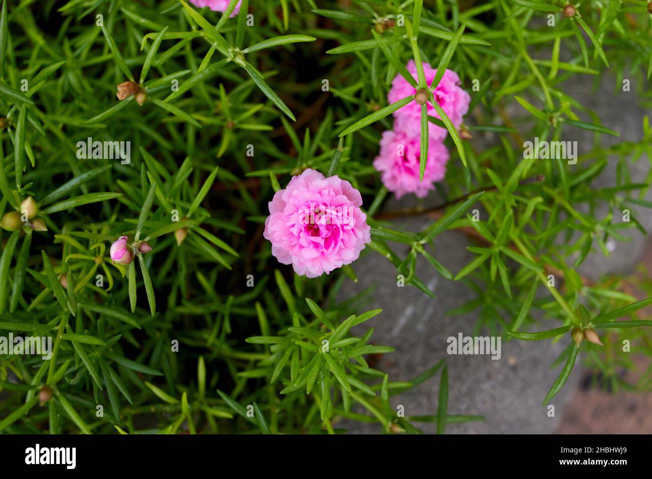 Pink Common Purslane bloomin on green leaves Stock Photo