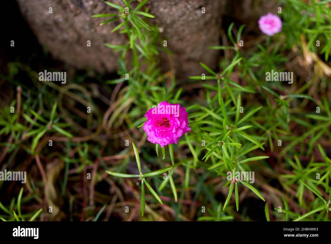 Pink Common Purslane bloomin on green leaves Stock Photo