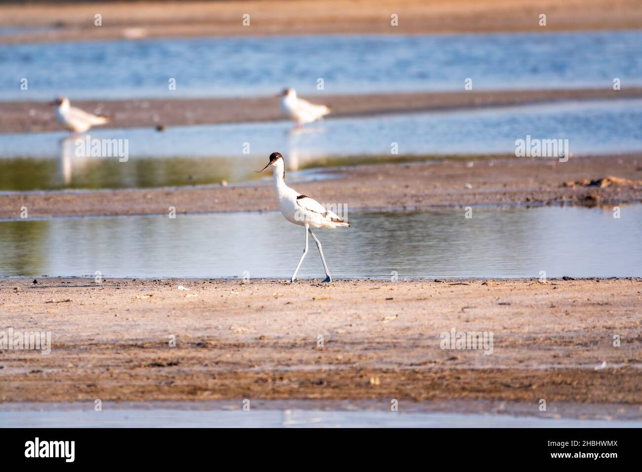 The pied avocet, Recurvirostra avosetta, is a large black and white ...