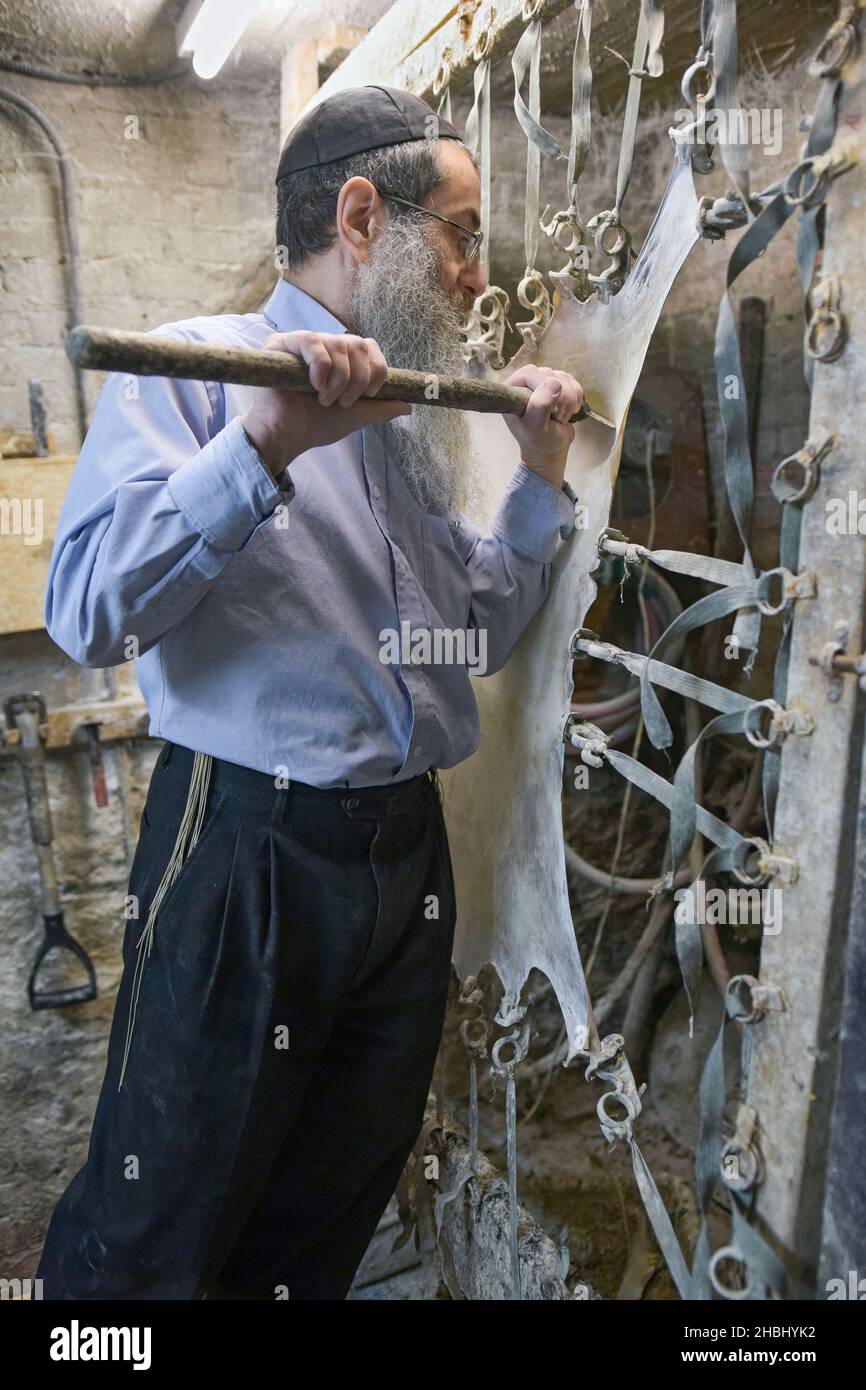 An orthodox rabbi makes parchment in his basement workshop using age old methods and tools. In Brooklyn, New York City. Stock Photo