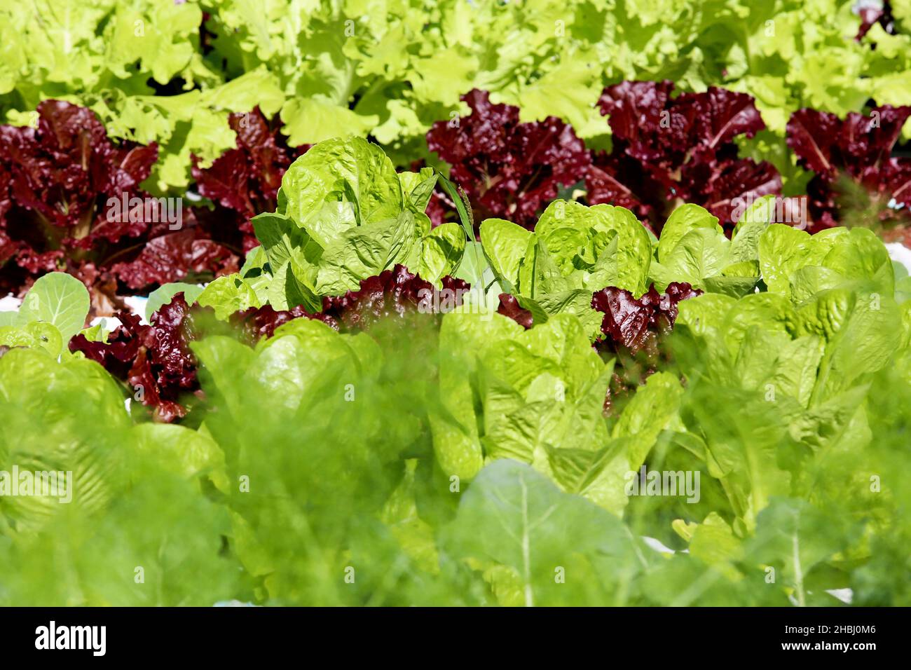 Urban Vegetable Garden Stock Photo