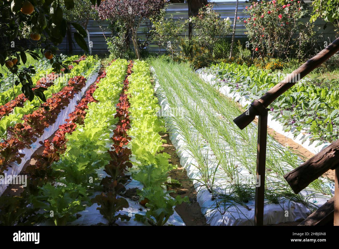 Urban Vegetable Garden Stock Photo Alamy