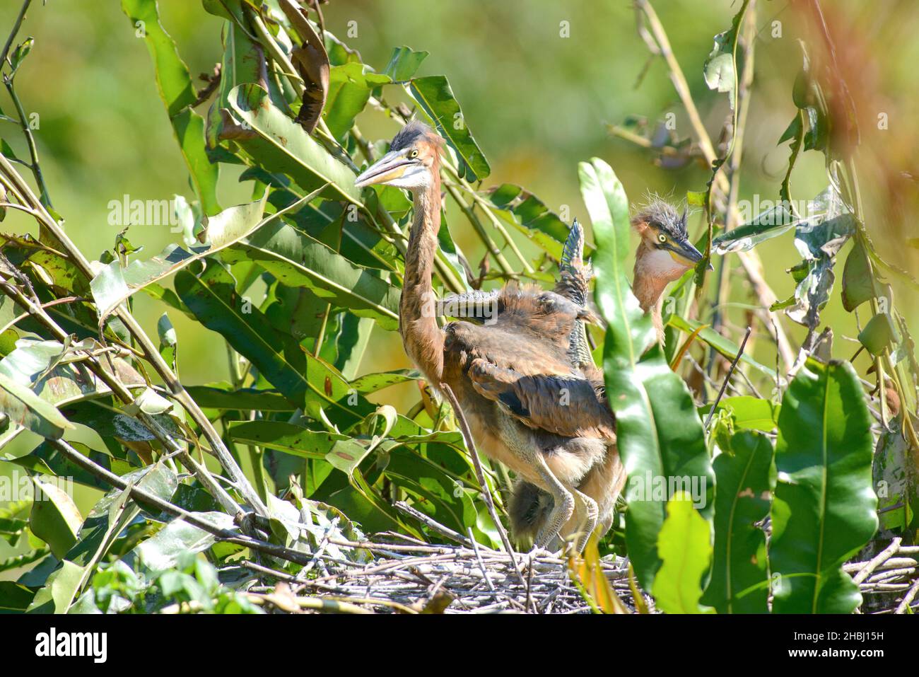 Fledgling Purple Herons Hi Res Stock Photography And Images Alamy