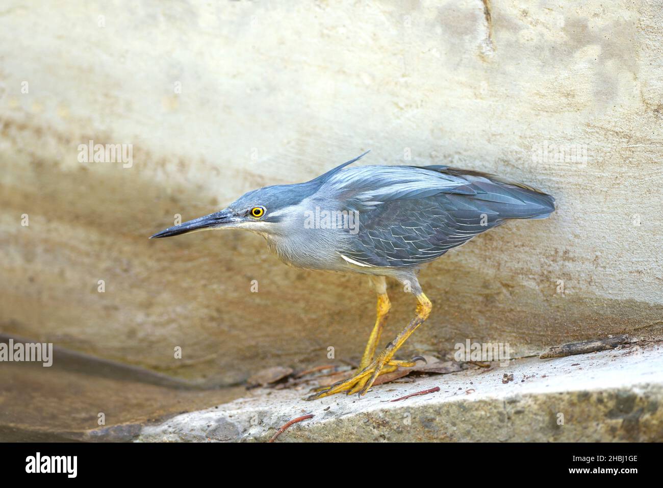 Little Heron also known as a Striated Heron or Mangrove Heron. Stock Photo