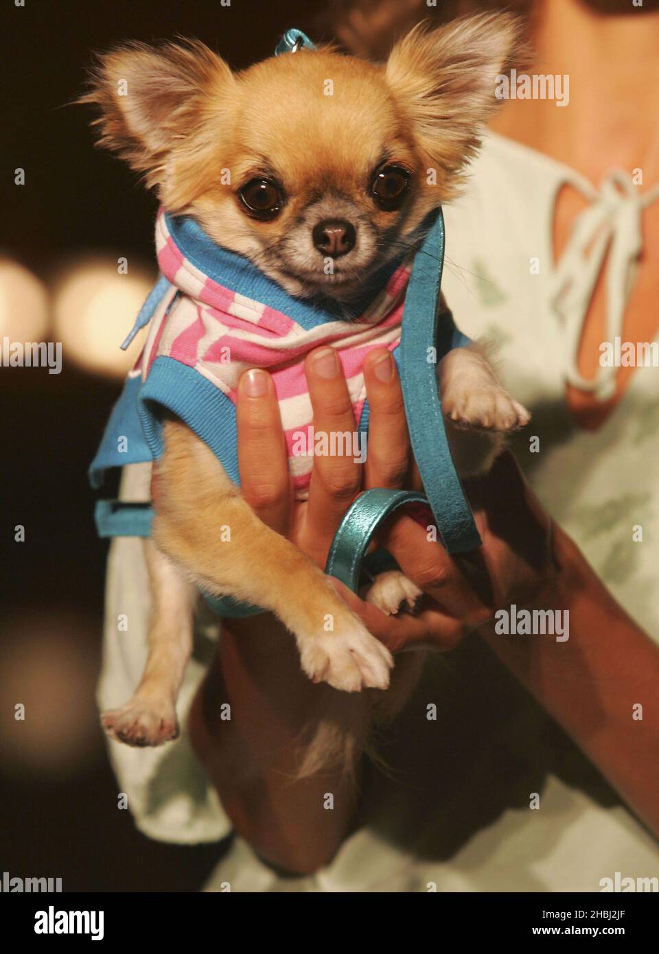 Harrods top dog coats