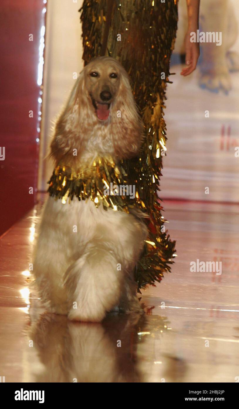 Doushman the Afghan dressed in Ben de Lisi gold sequin coat at the Pet-A-Porter dog Fashion Show of doggy fashions, at Harrods Knightsbridge in London. Head shot Stock Photo