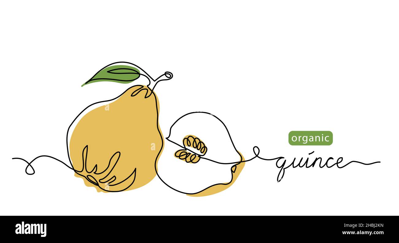 Quince fruit vector color illustration, background, sketch for label