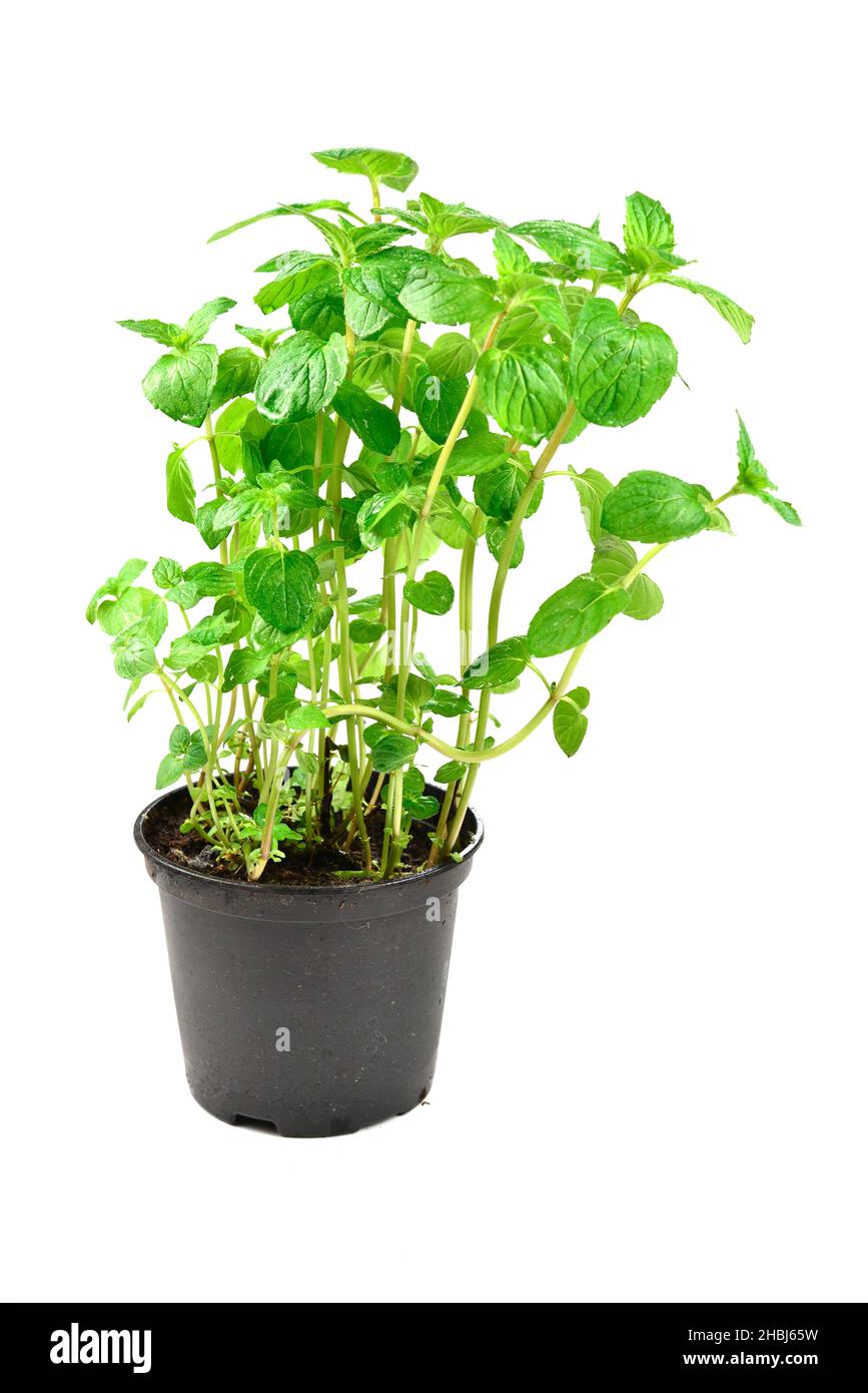 Fresh mint in a pot isolated on white background Stock Photo - Alamy