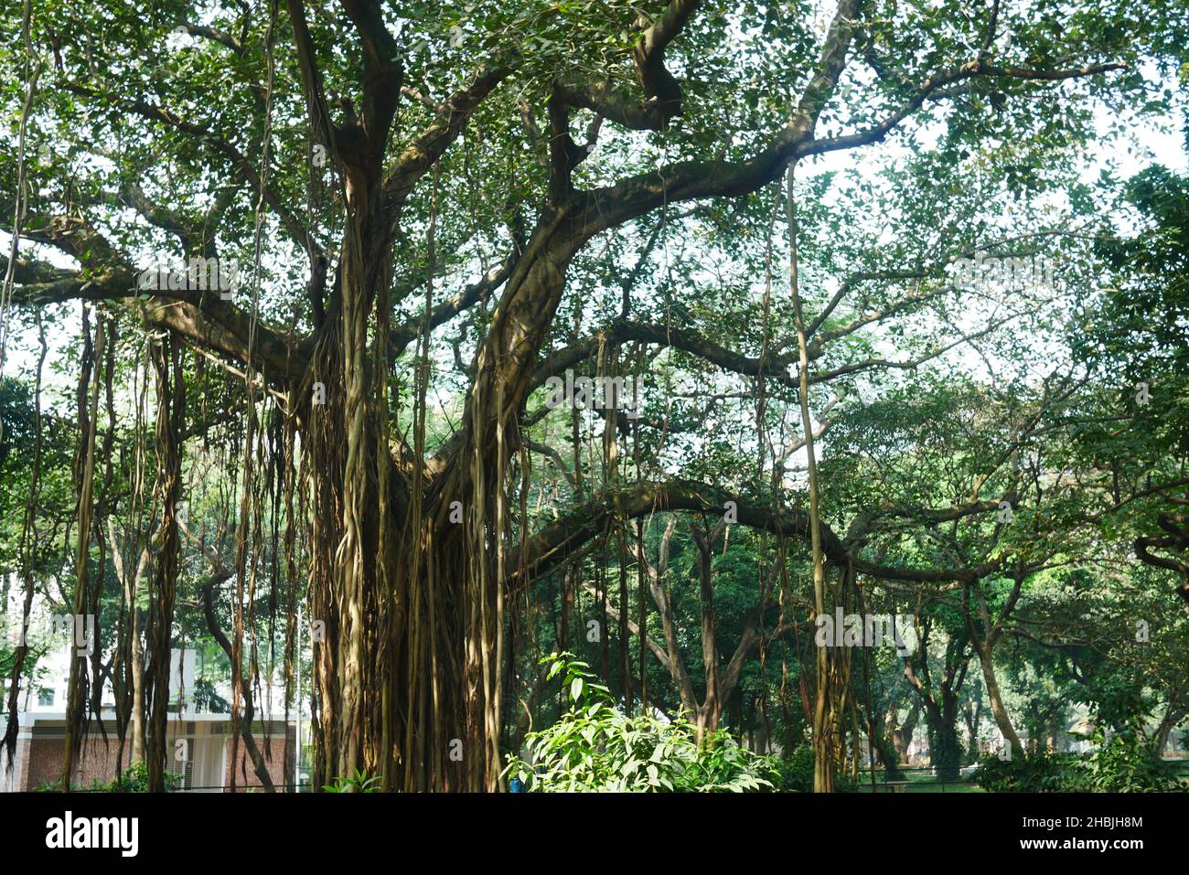 old trees at local park in bangladesh Stock Photo Alamy