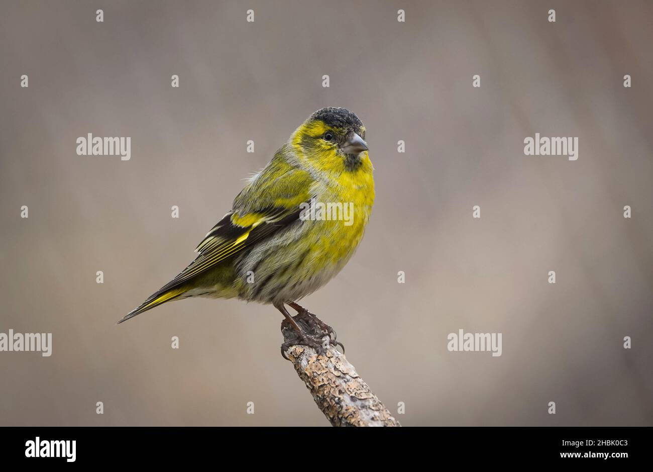 Eurasian siskin (Spinus spinus) perched on a branch. Stock Photo