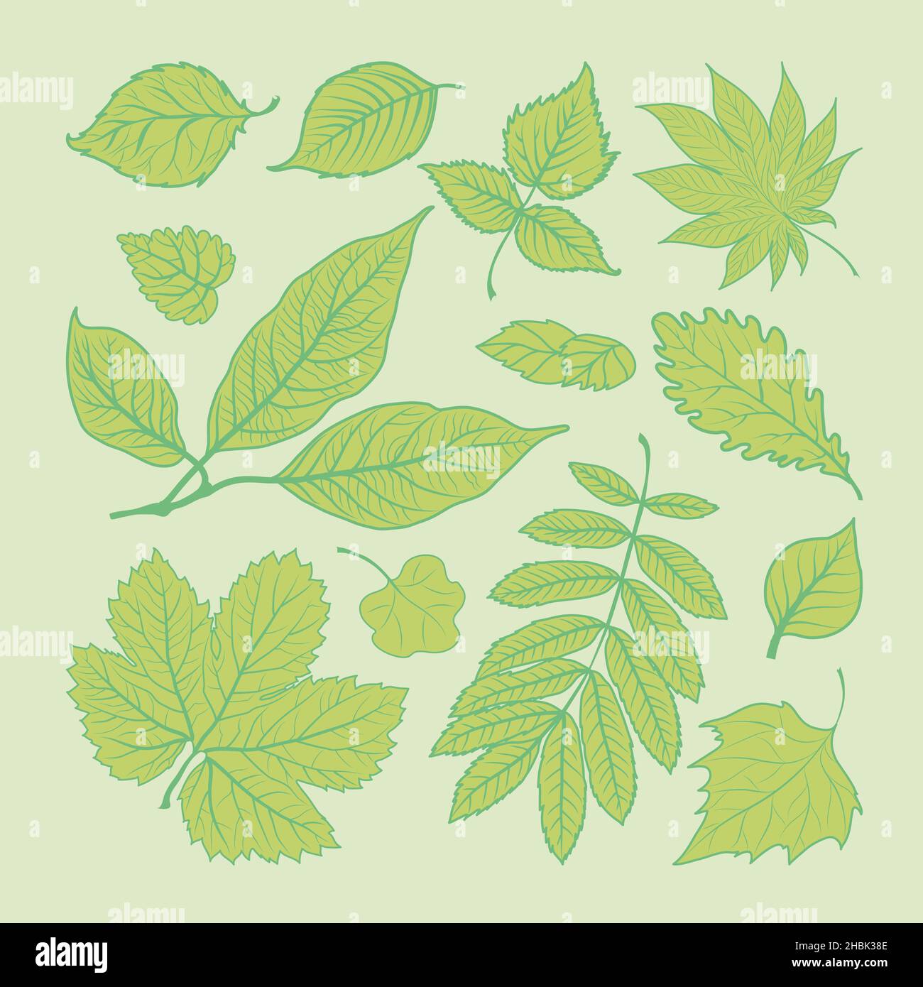Green leaves set Stock Vector
