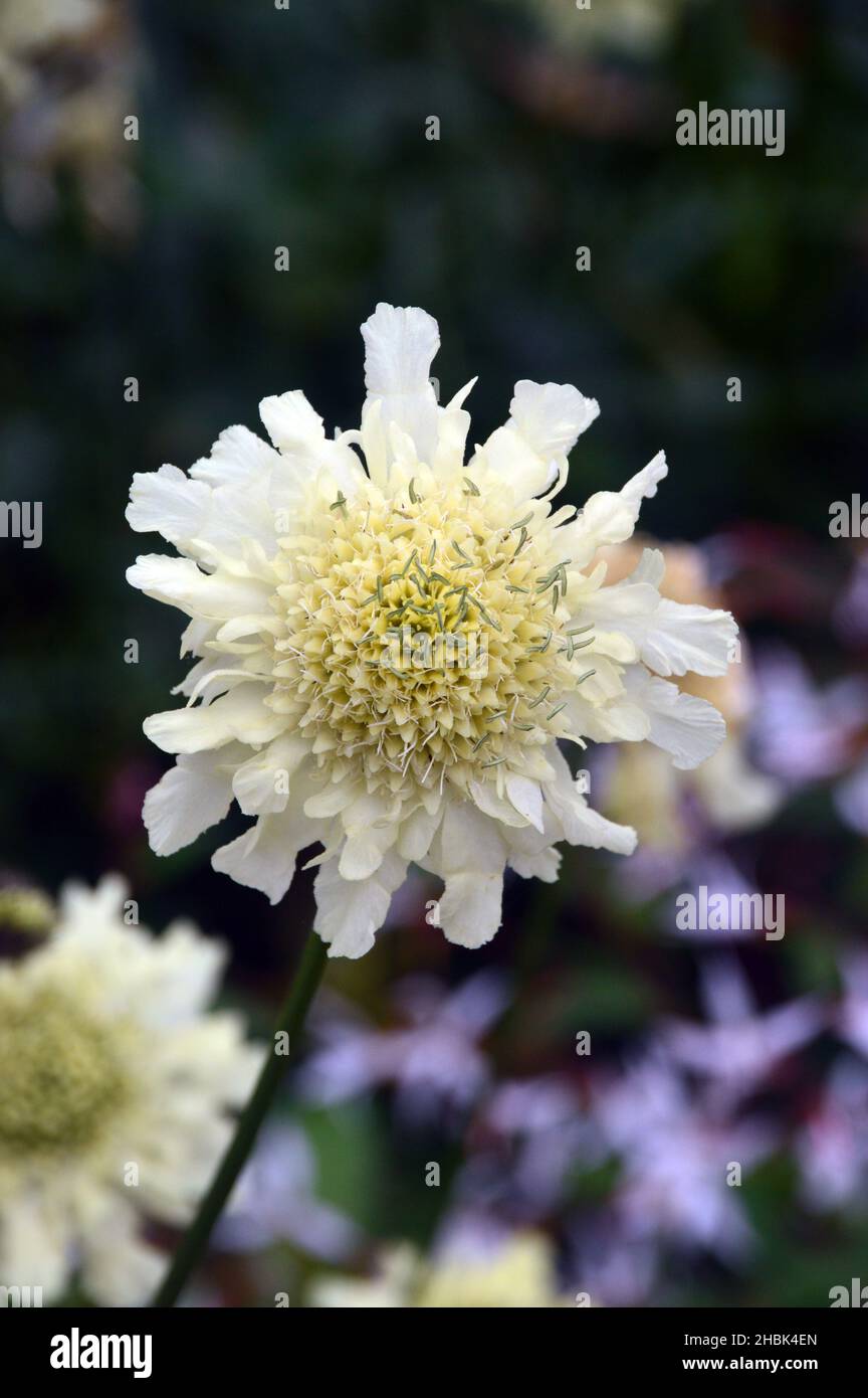 Single Cream Pincushion (Scabiosa Ochroleuca) Flower grown in the Borders at Lowther Castle, Lake District National Park, Cumbria, England, UK Stock Photo