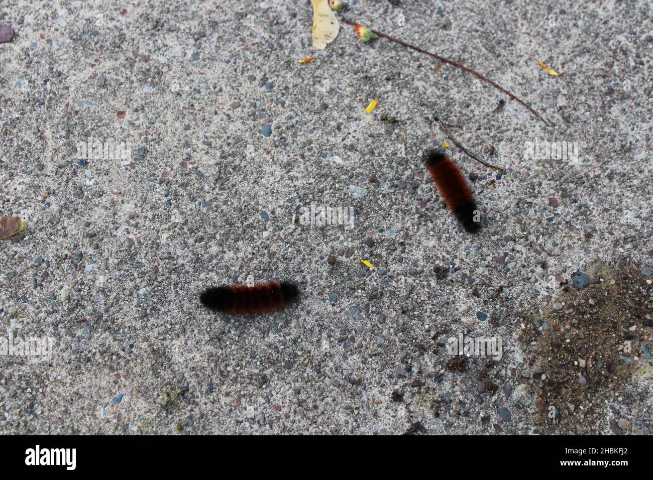 Two Isabella Tiger Both Caterpillars on Gray Concrete Stock Photo