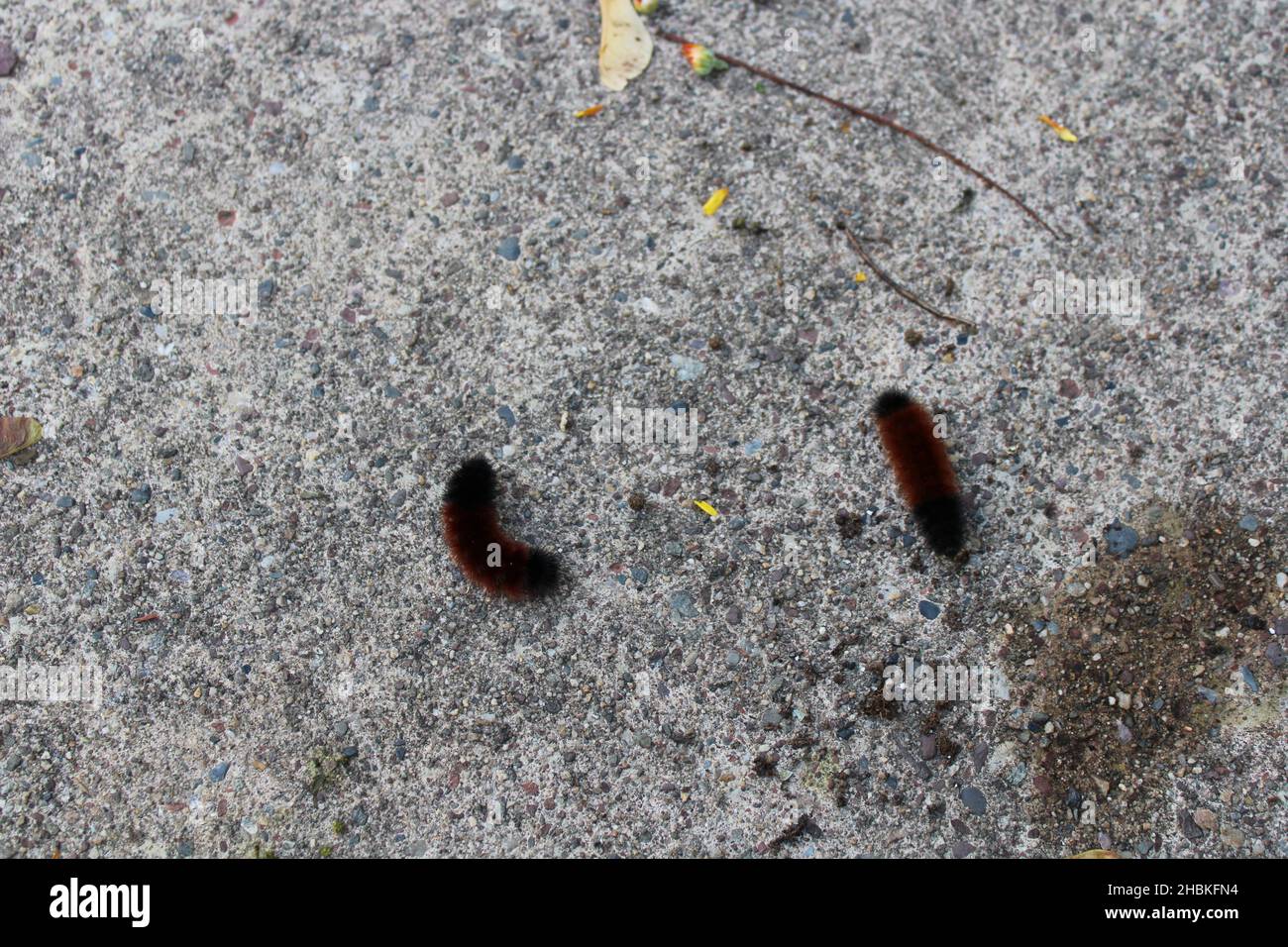 A Pair of Wooly Bear Caterpillars in Autumn Stock Photo