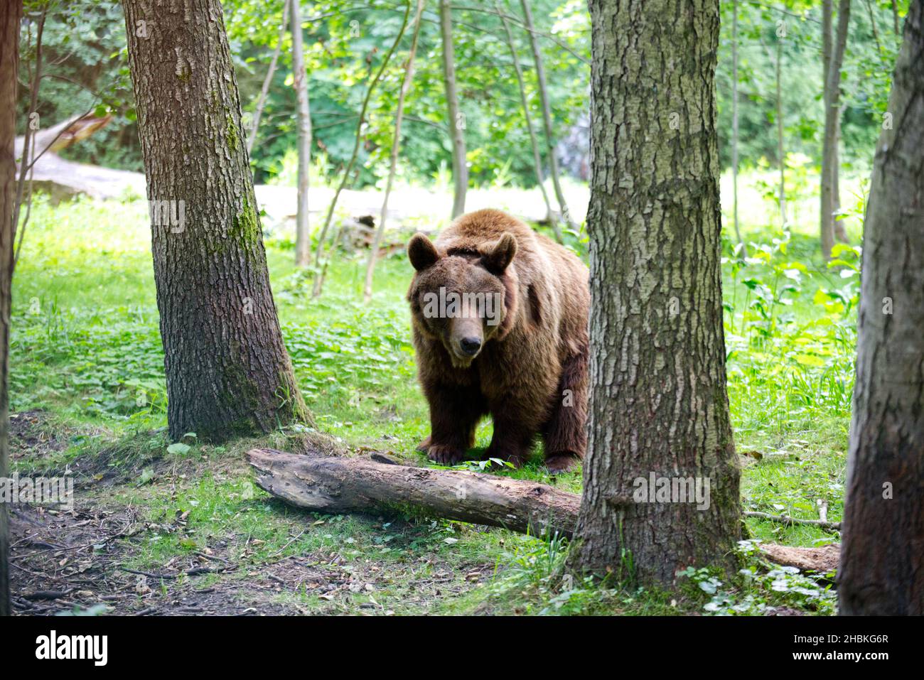 The Eurasian brown bear in the forest. Ursus arctos arctos Stock Photo ...