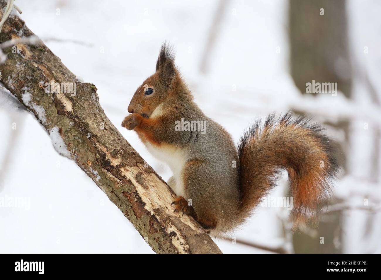 Red squirrel sitting on a tree branch in winter forest and nibbling seeds on snow covered trees background Stock Photo