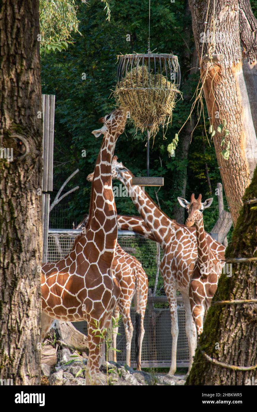 Beautiful elegant giraffes in the Zoo Hellabrunn in Munich, Germany Stock Photo
