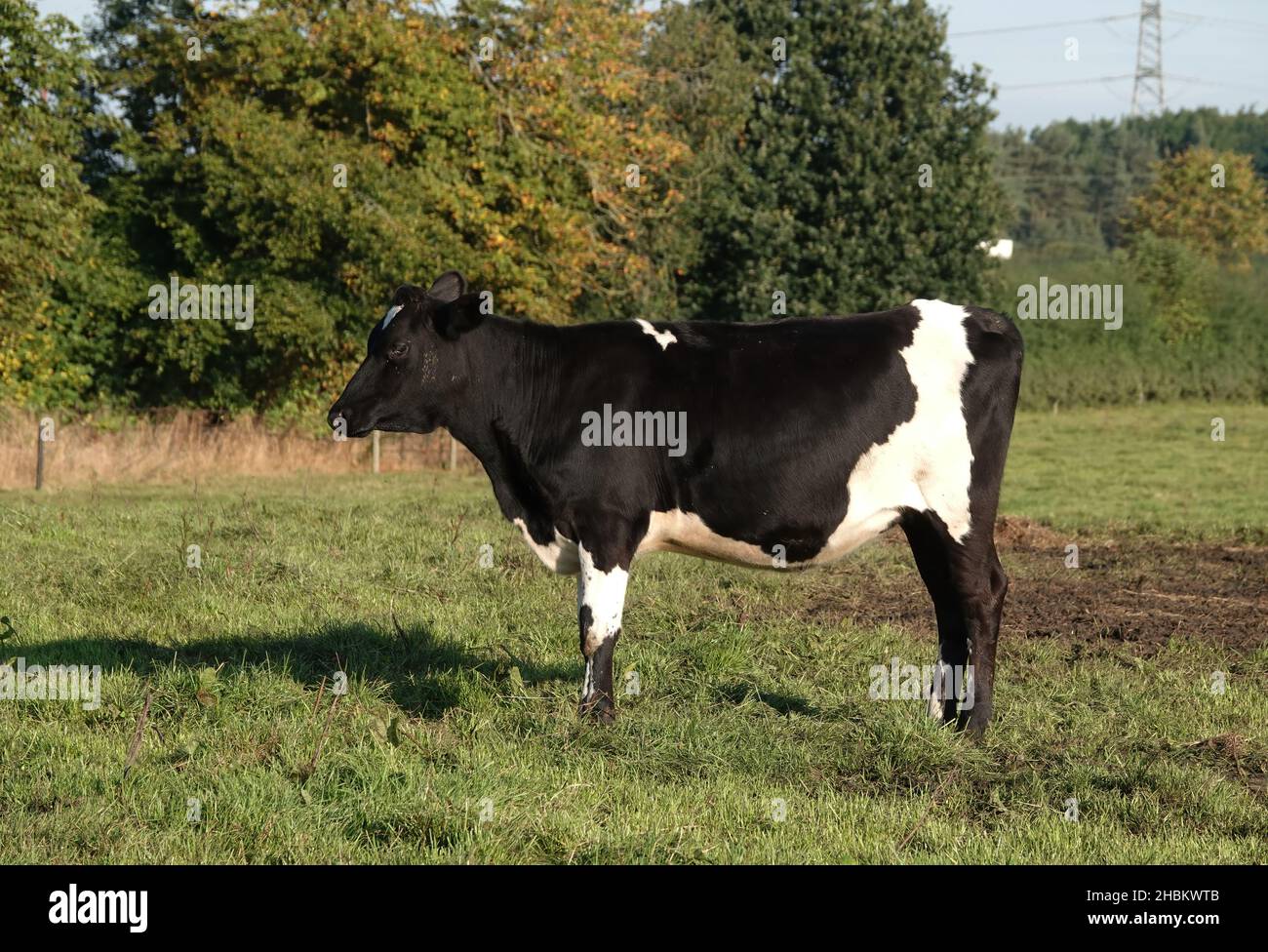 A beautiful shot of a cow in a field during the day Stock Photo - Alamy