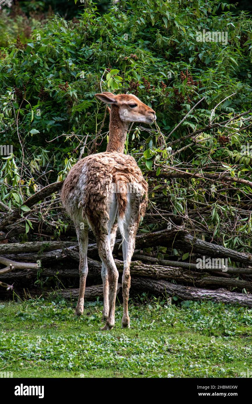 Backside and profile of an alpaca in the Hellabrunn zoo in Munich ...