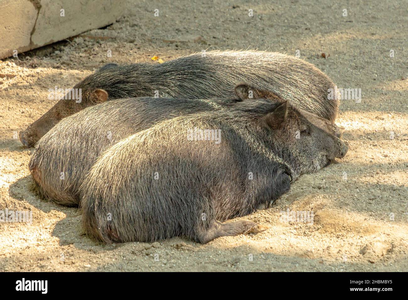 Wild boars Collared peccary sleeping in row. Dicotyles tajacu species from Europe and Eurasia. Stock Photo